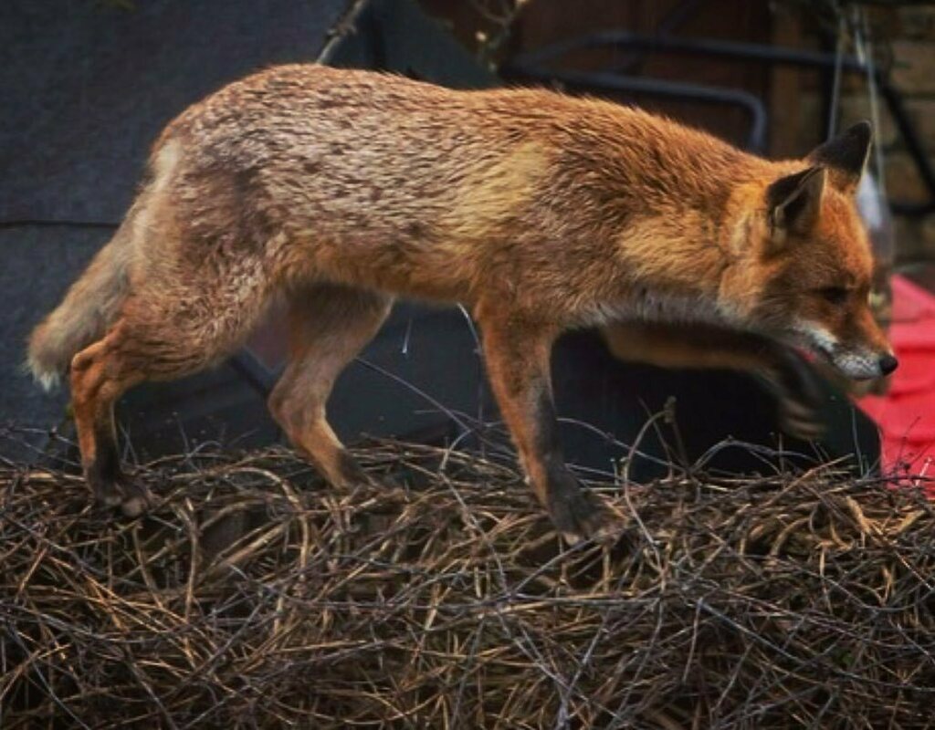MyStreatham's tweet photo. Another crafty #fox in #streatham 🦊 it’s a funny one with foxes. I enjoy seeing them running about and darting in and out of places, but then if I’m trying to get to sleep and I hear that haunting noise they make! 😱 #couldyounot nonetheless a great s… https://t.co/HAmwwl7uXp https://t.co/uNfUtB2n4a