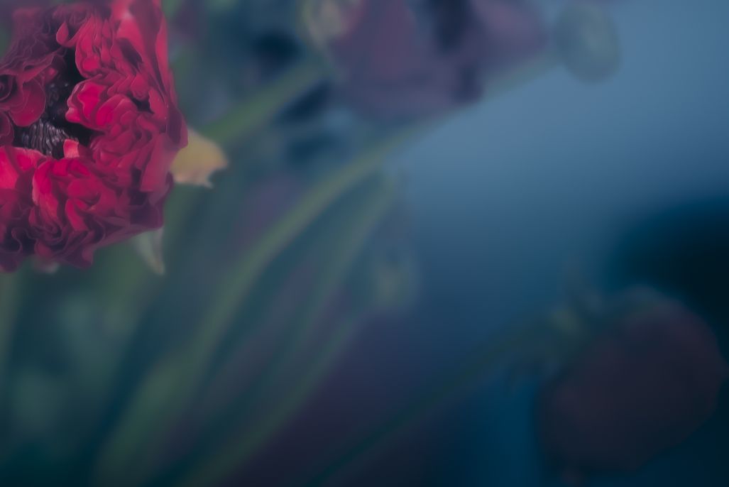 Laetitia Portal tweet media