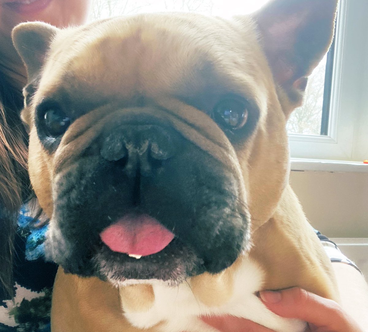 RandallFrenchie's tweet image. Got cream on my chin 🙈 #afternoontea #FrenchBulldog