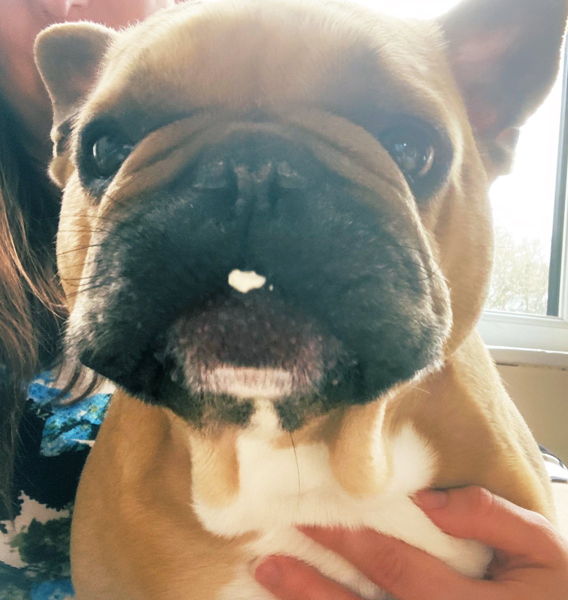 RandallFrenchie's tweet image. Got cream on my chin 🙈 #afternoontea #FrenchBulldog