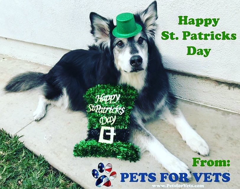 PetsforVets's tweet photo. Happy #stpatricksday from your furry friends at Pets for Vets. Since dogs can’t have beer 🍺 drink a green one for us!
Cheers!🍻
#happystpatricksday #greenbeer #stpaddysday #spokesdog #doggyphotoshoot #dogcostume #PetsforVets #SuperBond #furryfriends #dogmemes #stpatricksday https://t.co/MIhIz3vE70