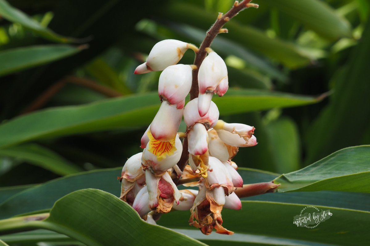 capturedbyglo's tweet photo. Testing out my new toy!! #capturedbyglo #olympus #shuttertherapy https://t.co/5GH1XY7aux