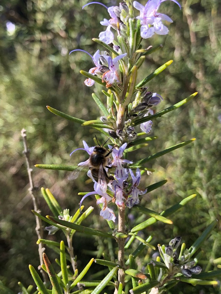 Las abejas aprovechando al máximo las primeras floraciones entre ellas el romero como en la segunda foto! 🐝🌸
⠀#apicultura #abejas #polen