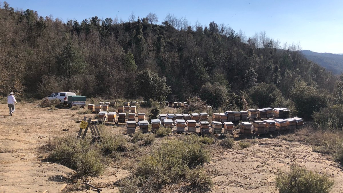 Todo preparado para empezar la temporada! 🐝👌🏻 
⠀
#apicultura #abejas #miel #colmenas