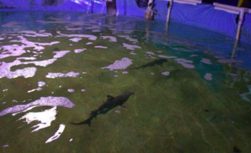 Sorari Pa Twitter これは凄い アメリカでメジロザメやカリフォルニアドチザメ シュモクザメをネット販売する為自宅地下のプールで飼育していた男性 メジロザメが保護種のため5000ドルの罰金だそうですが この面子は生半可な覚悟では飼いたくても飼えないです