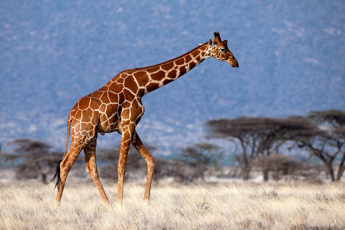HellerRasmus's tweet photo. Our paper on the giraffe genome is out. Didn't find a long neck gene, unfortunately. But we found some other cool adaptations to being absurdly tall. 
Paper: https://t.co/KfhvfzKNA0
📷Mogens Trolle https://t.co/LRI1hIbfS8