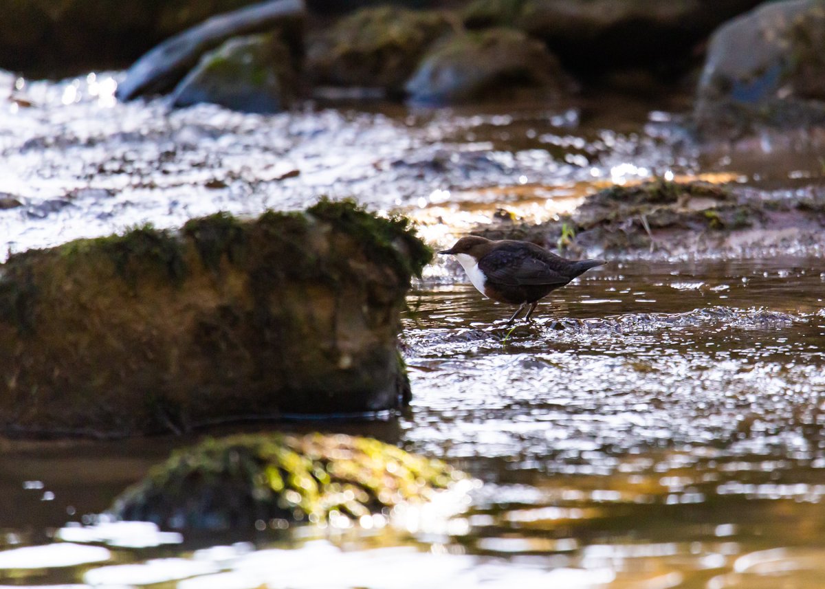 Beautiful birds eh? The dipper. Had the company of one whilst supping tea and scran today on my way home from a job. The delightful River Lyvennet a tributary of the River Eden. Otters, kingfishers can be seen too on this stretch #nature #cumbria #nature #getoutside <a href="/OSleisure/">OS Leisure</a>