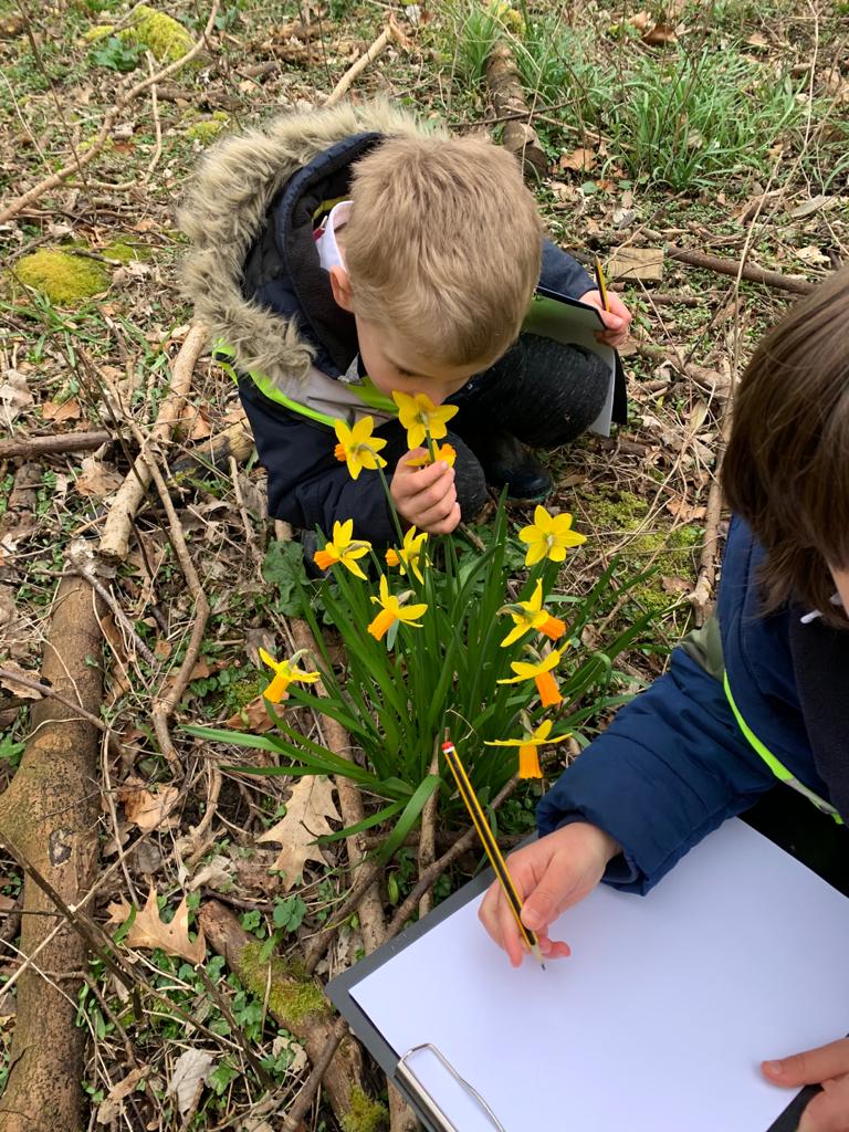 HPSShines's tweet photo. Hedgehogs did some close observational drawings of daffodils on their woods walk today. Clever little hedgehogs, super artists.🦔🖌👨‍🎨 https://t.co/YIzKb2vsTd