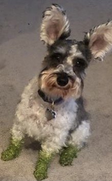 Count Gunther VM tweet media