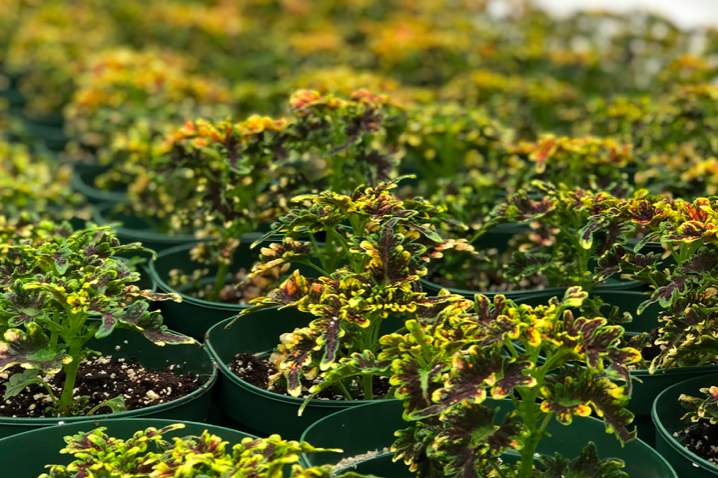 BostonParksDept's tweet photo. Q: Why are so many leprechauns florists?
A: They have green thumbs!

🥁 Ba dum tss 

Shout out to our Horticulture Division for keeping our greenhouse green, today and everyday 🍀 https://t.co/jDkfMHxIAe