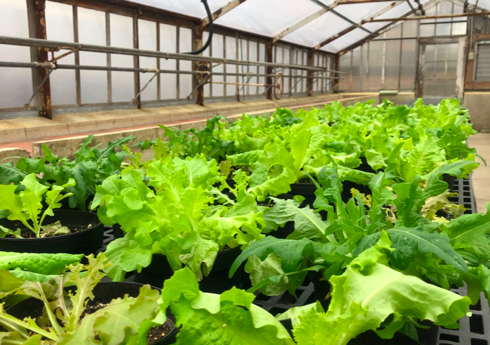 BostonParksDept's tweet photo. Q: Why are so many leprechauns florists?
A: They have green thumbs!

🥁 Ba dum tss 

Shout out to our Horticulture Division for keeping our greenhouse green, today and everyday 🍀 https://t.co/jDkfMHxIAe