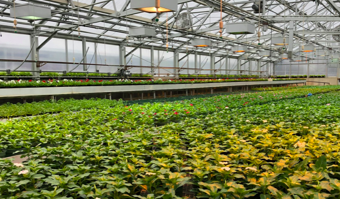 BostonParksDept's tweet photo. Q: Why are so many leprechauns florists?
A: They have green thumbs!

🥁 Ba dum tss 

Shout out to our Horticulture Division for keeping our greenhouse green, today and everyday 🍀 https://t.co/jDkfMHxIAe