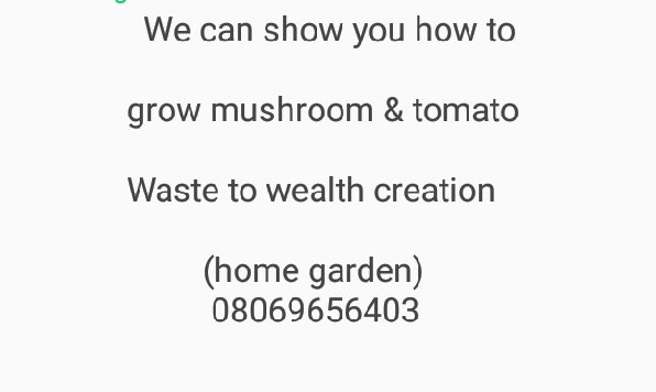 eden_ime's tweet photo. Vegetable production
*Oyster Mushroom
*Tomato
@bebienang1 
@MissWanaWana 
@iamalwaysahead https://t.co/PC393nYDgW