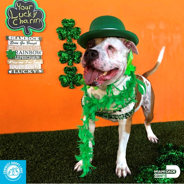AdoptMiamiPets's tweet photo. Happy St. Patrick's Day.  Looking for a little luck.  Come get your lucky charm at the Pet Adoption and Protection Center - not just on St. Patrick's day :-) https://t.co/tEYaC0tOHT