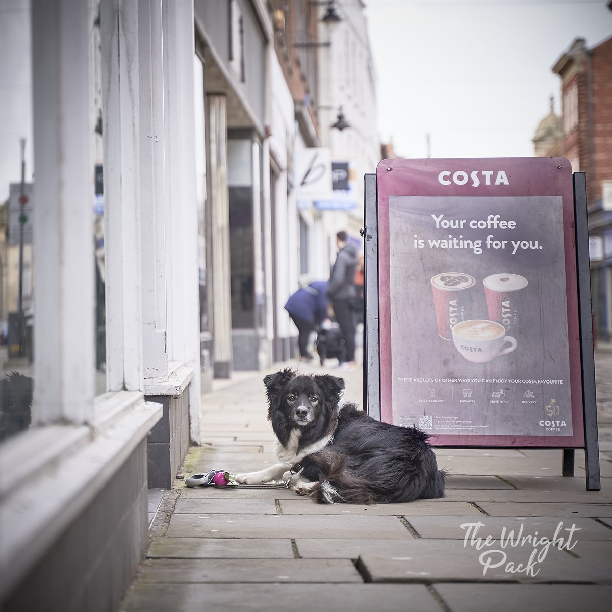 thewrightpack's tweet photo. A gorgeous crossbreed outside Costa at the weekend, what a beauty! © The Wright Pack - https://t.co/B242wGFGCL #dogphotographer #dogs #dogsofinsta https://t.co/lTjOdr0rP0