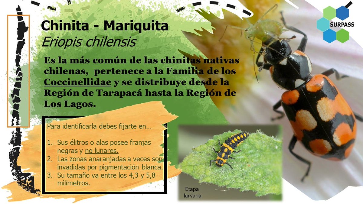 Red Chilena de Polinización tweet media