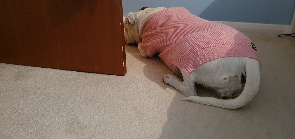 Penny_theDog1's tweet photo. Stropping here because human is taking too long to do whatever this "tidy up" business is #bored #TLCrequired #NeedSnuggles #TheStruggleIsReal #pityme #traumatic #dogs #dogslife #dogsoftwitter #funnyanimals #sillybilly #HumpDay #wednesdaywoes @DogsTrust https://t.co/fHqnk3kTfR