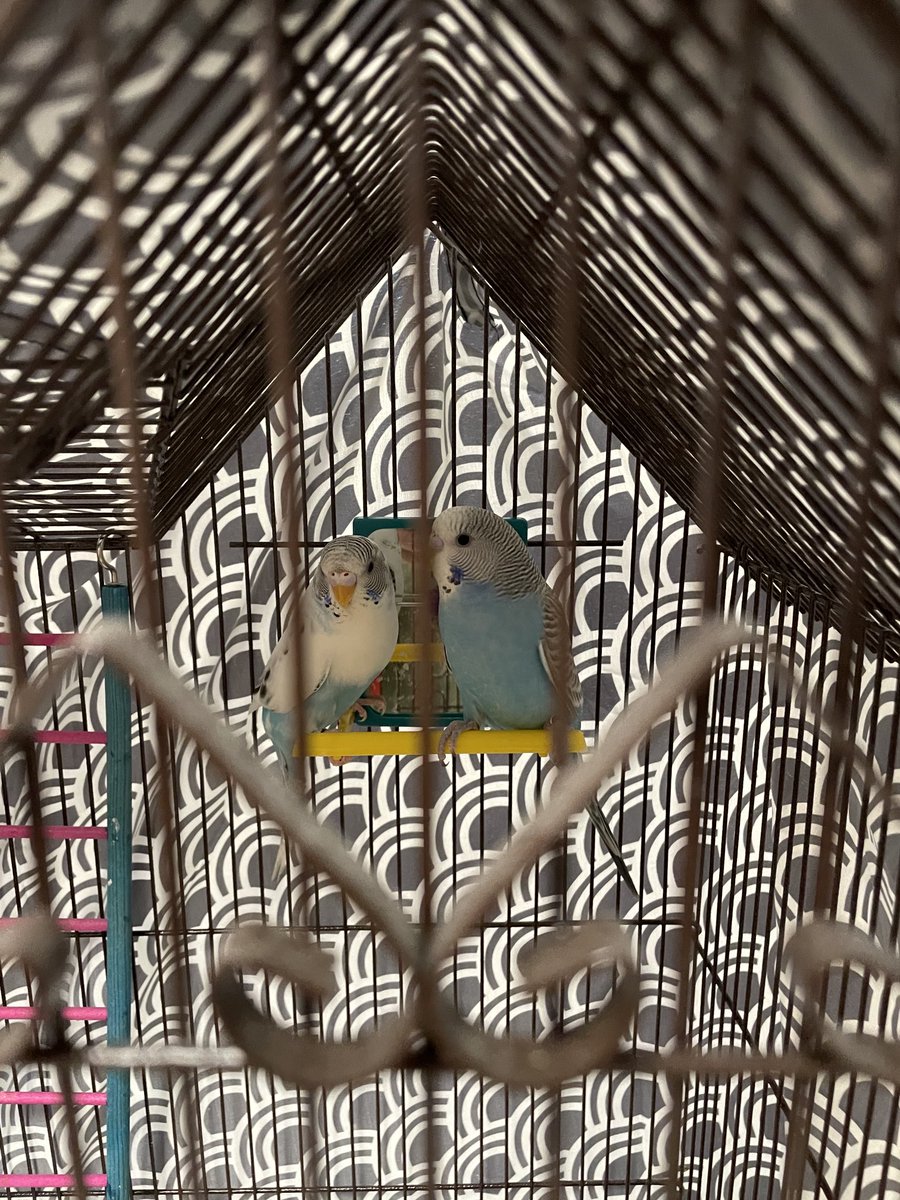 biology_fhs's tweet photo. These adorable birdies are waiting for students in Mrs. Fisher’s room!  The animals are slowly coming back...  🐦 https://t.co/JClW6VGb7k