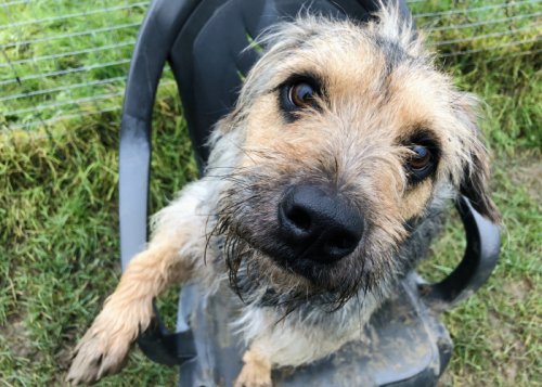 AdoptionsUk's tweet image. Please retweet to help Teddy find a home #ESSEX 🇬🇧

Border Terrier Cross, Aged 2, looking for an adult home as only pet, would enjoy some private outdoor space, see full details or 
APPLY❤️👇
danaheranimalhome.org.uk/dogpost/?perma…

#dogs #dogsoftwitter #UK