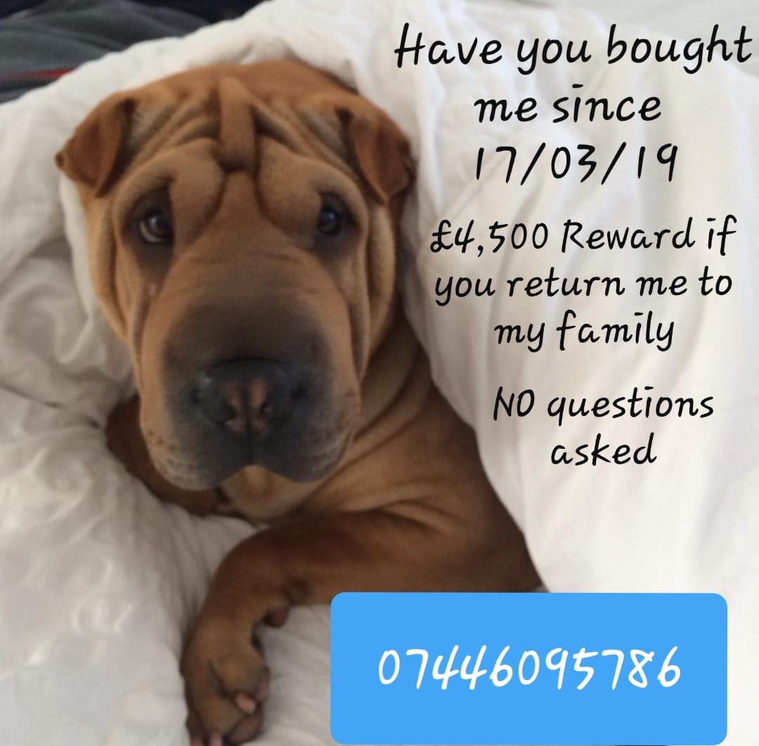 ❗️Two years missing today.. 17/03/19❗️
PLEASE HELP FIND NALA ❤
Could be anywhere now so we need to get her details out far and wide from every small rural village to the heart of every big city. <a href="/crafty_coo/">Lorraine Robertson</a> 
#helpfindnala #missingdog