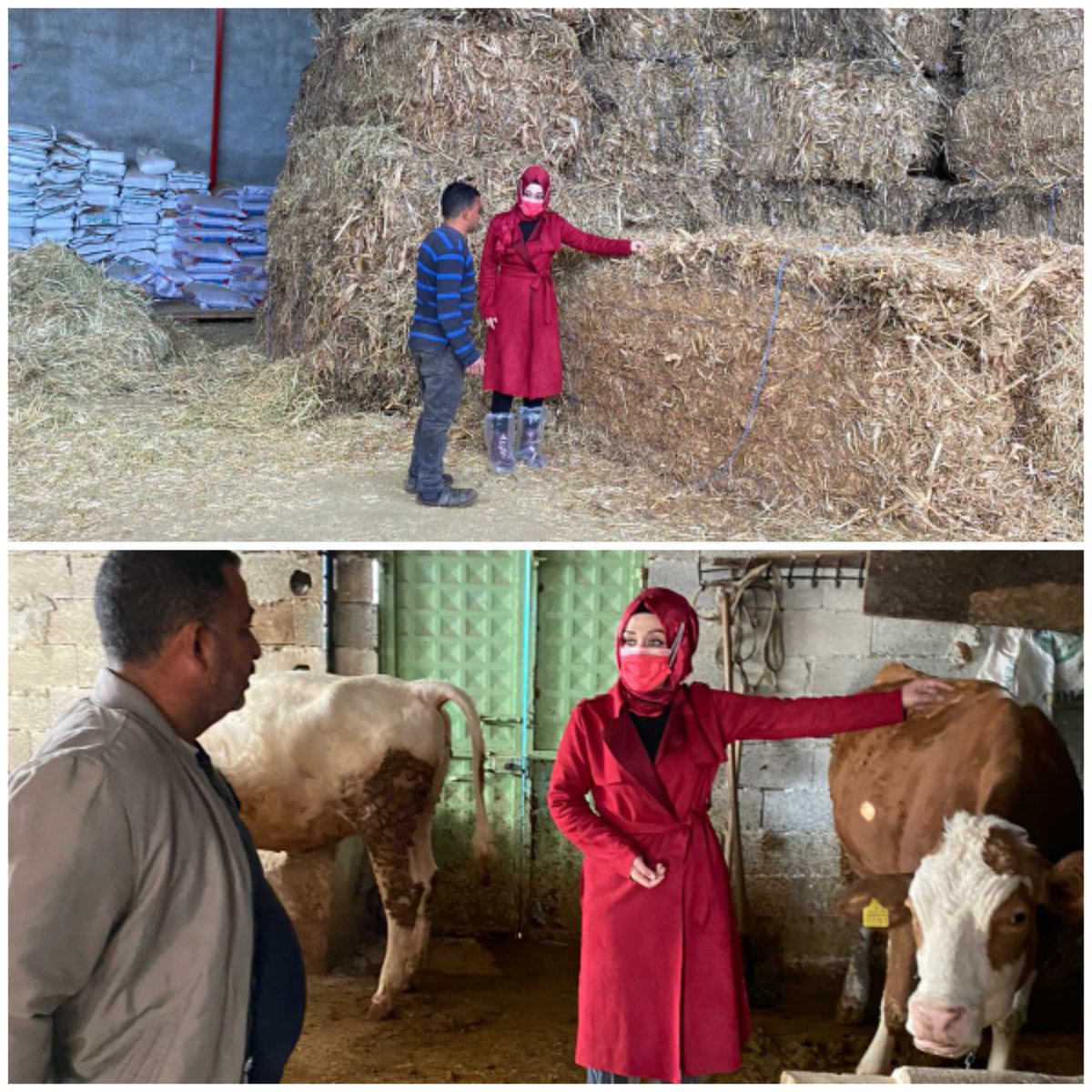 #çiftçiyedokunanbereketlieller <a href="/RTErdogan/">Recep Tayyip Erdoğan</a> <a href="/bekirpakdemirli/">Dr. Bekir Pakdemirli</a> <a href="/mehmethaditunc/">Mehmet Hadi Tunç</a>  <a href="/mustafaaksutr/">Mustafa Aksu</a> <a href="/fatihmetintr/">Fatih Metin</a> <a href="/muratcak71/">Dr. Murat ÇAKMAKLI</a> <a href="/halilsitil/">Halil ŞITIL</a> <a href="/mhmtsgns/">Mehmet Sait Güneş</a> <a href="/MacUllu/">Prof. Dr. Mehmet Ali Çullu</a> <a href="/alirizaozturkmn/">Ali Rıza ÖZTÜRKMEN</a> <a href="/sururkir/">Sürur KIR</a> <a href="/faoturkiye/">FAO Türkiye</a> <a href="/hikmetipar/">Hikmet İPAR</a> <a href="/eyd_tob/">EYDB Tarımsal Yayım ve Danışmanlık</a> <a href="/aysinisikgece/">Ayşe Ayşin Işıkgece</a> @abdullahmelik5 <a href="/63151Ib/">ibrahim pınarbaşı</a>