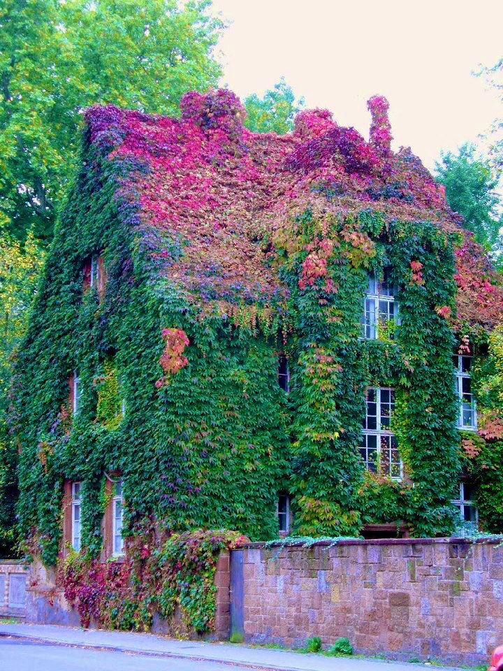 Ivy covered houses 💚💜💙💗