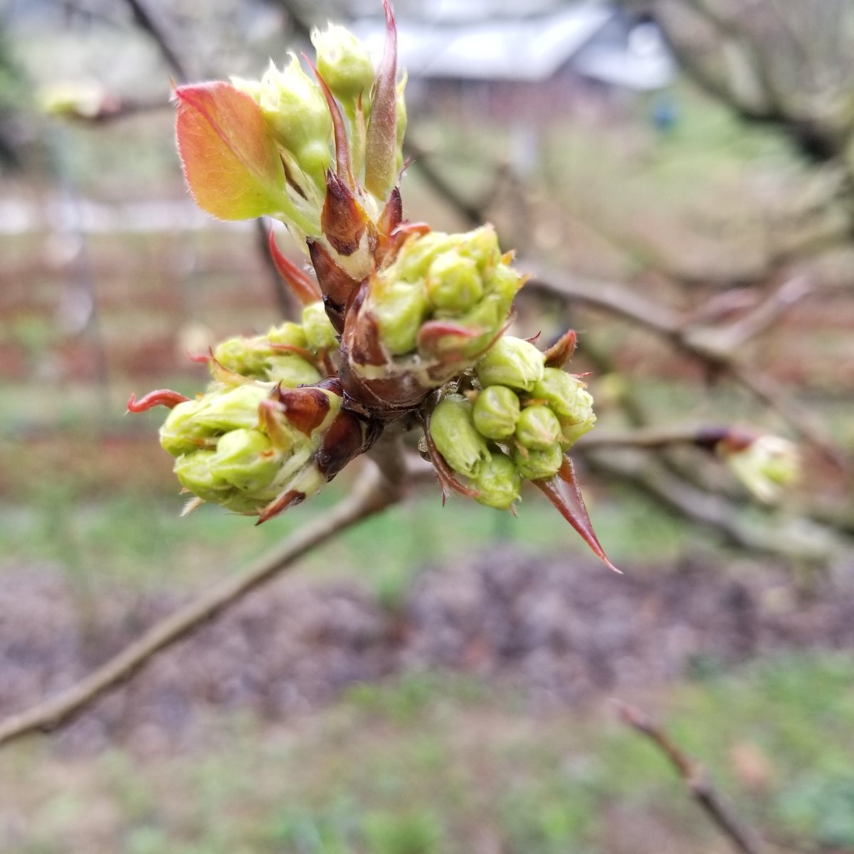 Spring has sprung. 
What a beauty!
(Zone 7a)