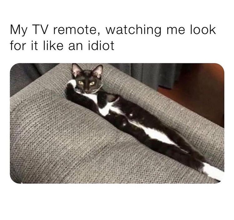 CarolKarolyFan's tweet photo. @VanessaMerrell I’ve got so many memes. What have I done with my life lol 😆 😂 https://t.co/o34tPYgTx0