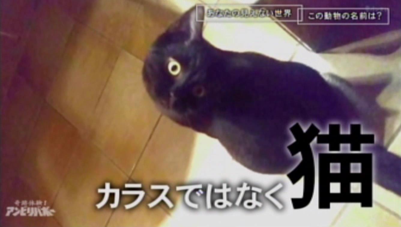 はっちょい カラス ではなく猫 アンビリバボー より はっちょい カラス ではなく猫 アンビリバボー より