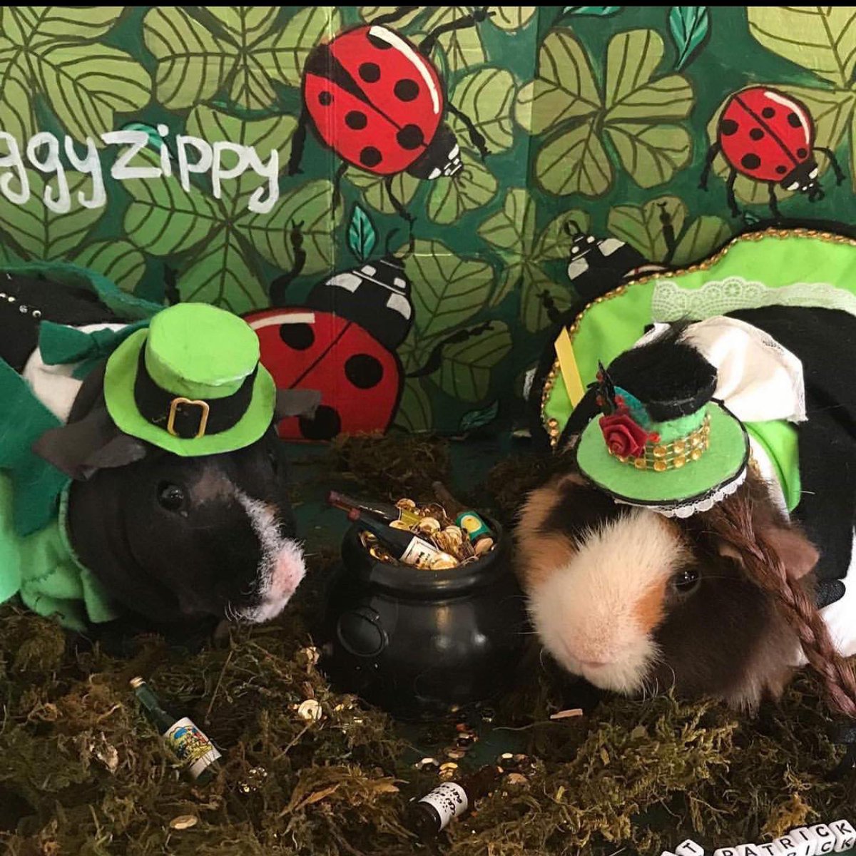 SwaggyZippy's tweet photo. Happy St Patrick’s Day 🍀☘️🍺💚 #stpatricksday #stpatricks #stpatrickday #saintpatricksday #happystpatricksday #happyday #guineapig #irish  #pubs #ireland  #irish🍀 #cochondinde #green  #luck #lucky #chance #alcool #alcohol #leprechaun #luckycharms #beer #biere #hat #hats #gold https://t.co/ELLQY7zHHH
