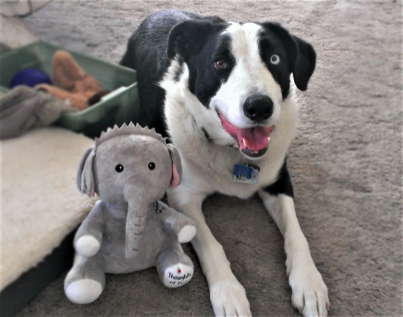 Mariner508's tweet photo. @dog_feelings 
My border collie/Lab cross just loves his stuffed fren Sebastian. https://t.co/nAMqZu4asJ