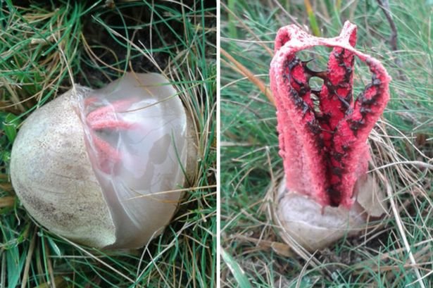Octopus stinkhorn. Fungus that emerges from a spooky egg to reveal hellish tentacles and smells of rotting flesh