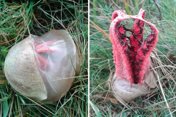 jack_millner's tweet photo. Octopus stinkhorn. Fungus that emerges from a spooky egg to reveal hellish tentacles and smells of rotting flesh https://t.co/oVRcbjYcbs
