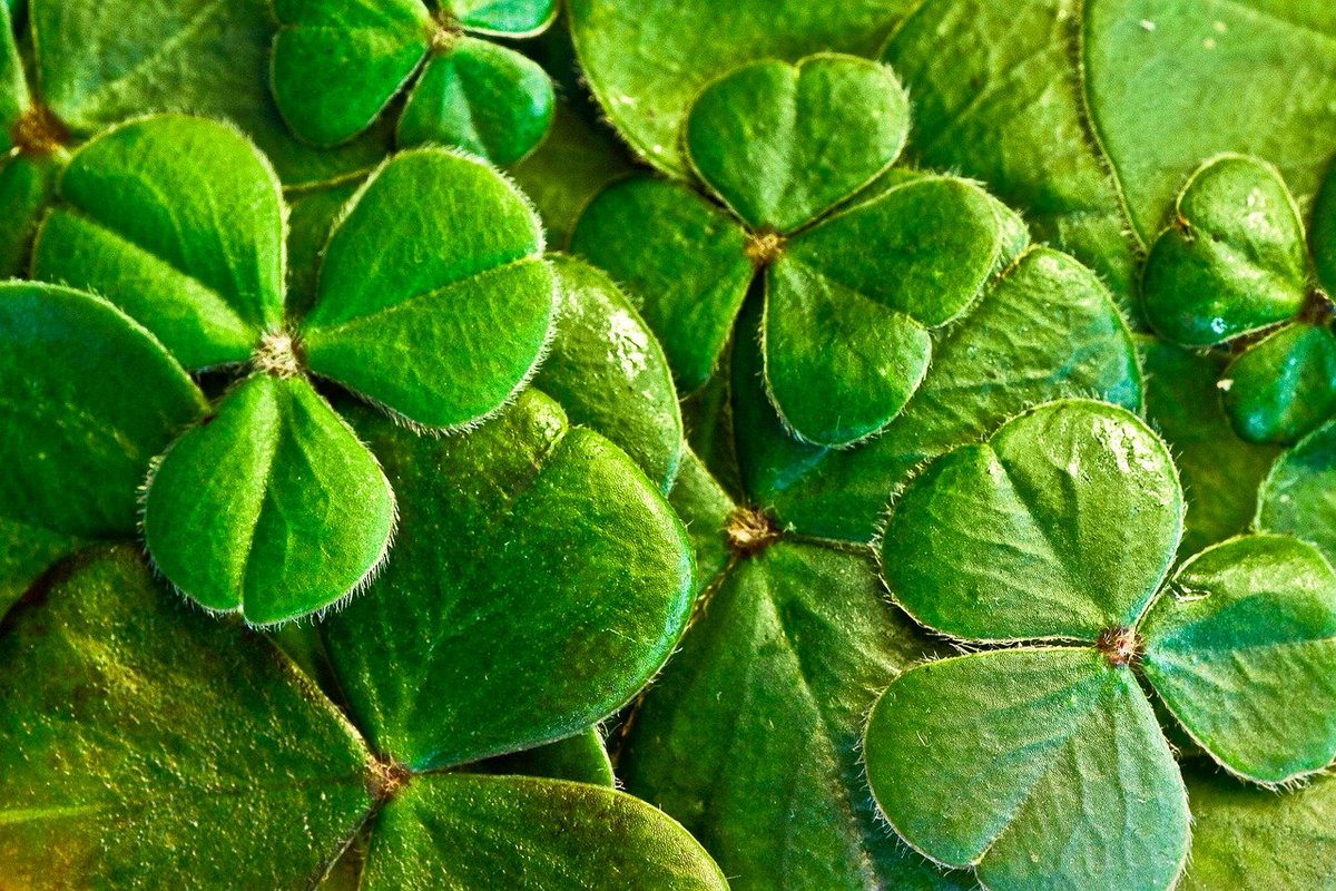SolomonLawGroup's tweet photo. Happy St. Patrick's Day.  Be Safe #Tampa!

https://t.co/SKgUE7HQQC https://t.co/ZzYK5uMjVt