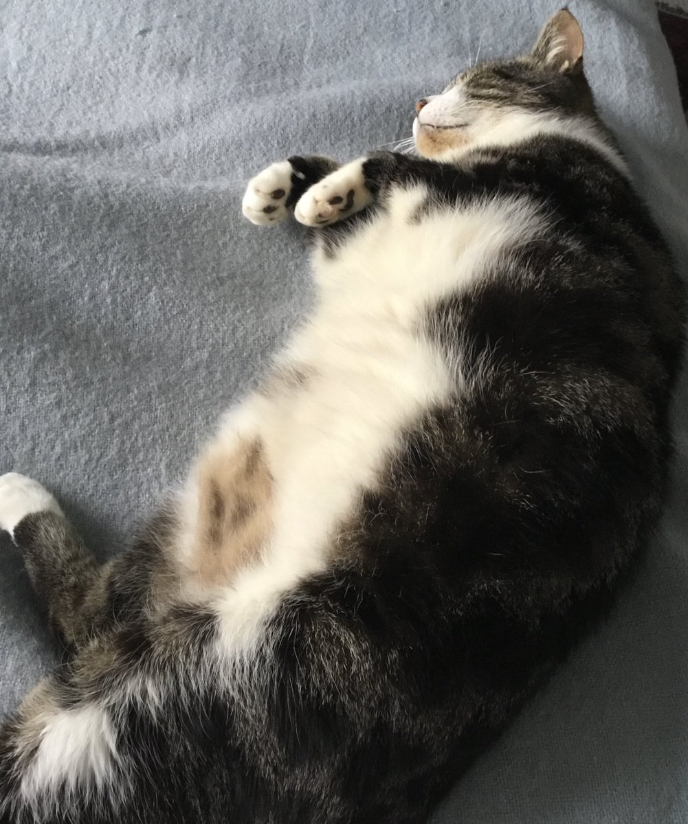 podweed's tweet photo. This is Carlos.
Today, Carlos went for his annual check up and booster jab.
Carlos has put on ONE KG since his last visit.
Does Carlos care?
Like fuck he does.
Carlos clearly has several other โfeeding stationsโ in the village.
#MooseCat
#DontFeedMeIHaveDiabetesCollarOnOrder https://t.co/lsodRLO1uV