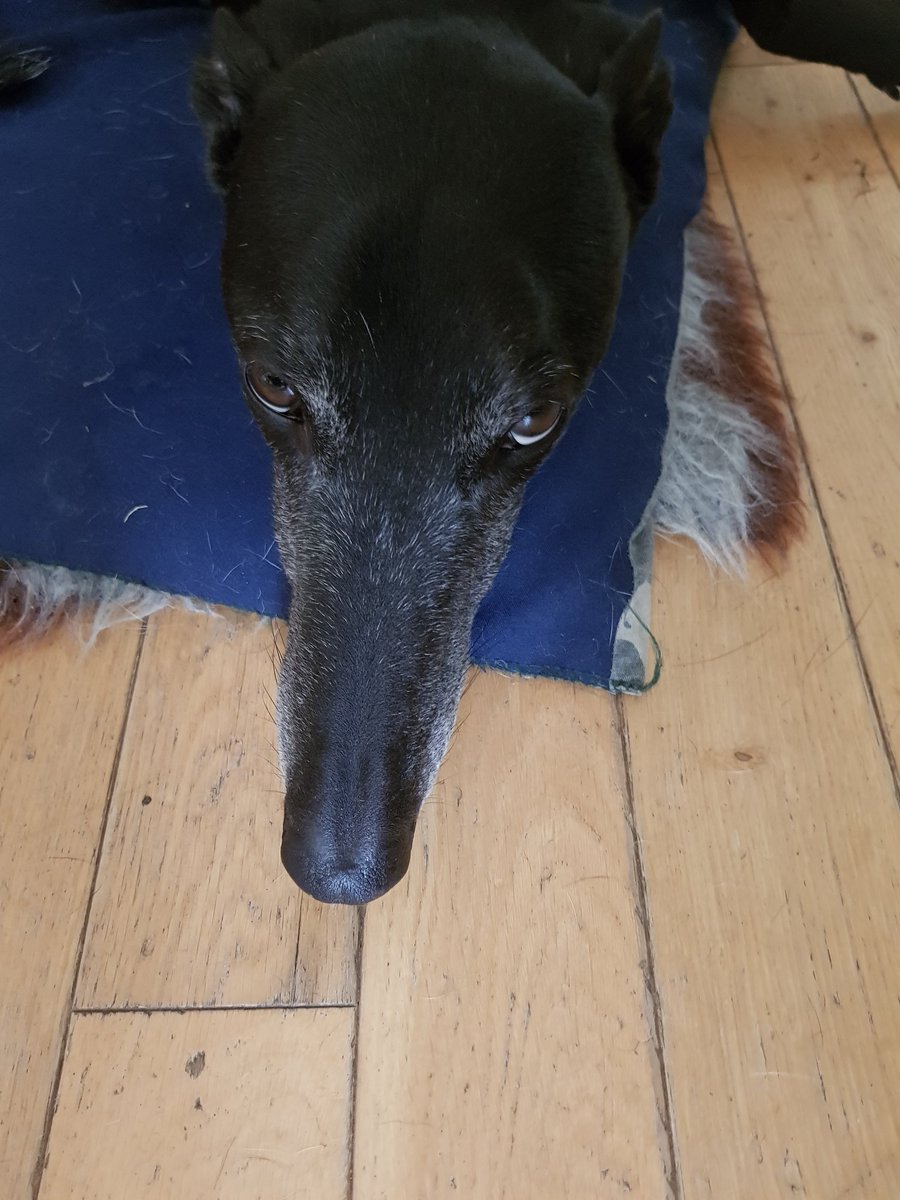 Wishing you all a wonderful St. Patrick's Day from our beautiful Irish retired greyhounds
#StPatricksDay #irishgreyhounds #Greyhounds #AdoptDontBuy