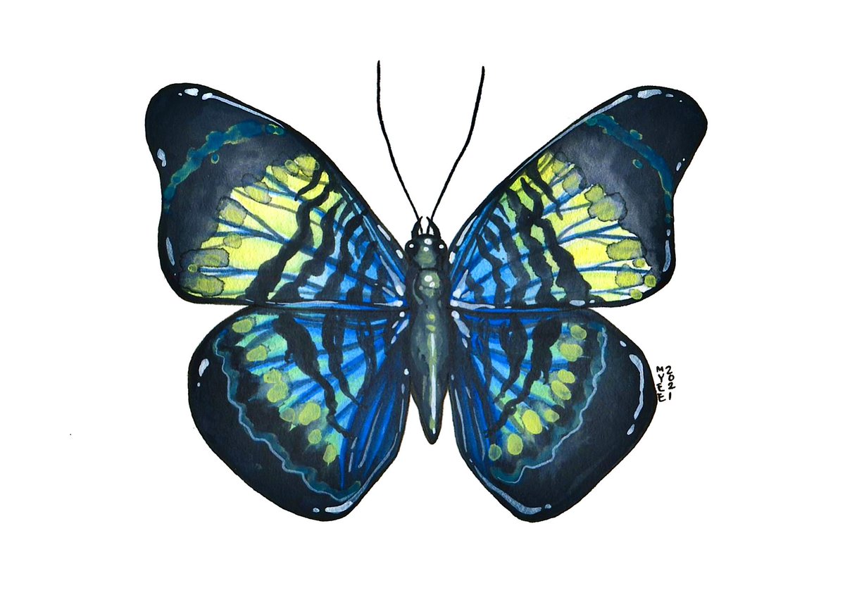 theboneforest's tweet photo. Day 46 of #The100dayproject: Prola Beauty π¦
β’
β’
β’
#100dayproject #myee100insects #myeeart #theboneforest #artistsoninstagram #art #illustration #painting #watercolors #gouache #scientificillustration #insects #butterfly #panaceaprola #prolabeauty #redflasher https://t.co/ziz2NJx58E