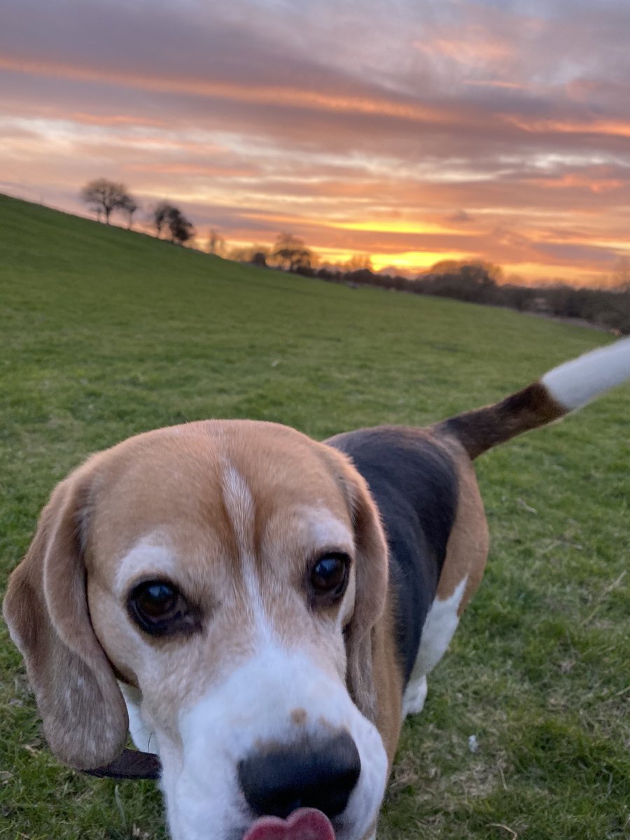 Spring is coming #Beagle #Beagles #beaglefacts #GeorgeTheBeagle