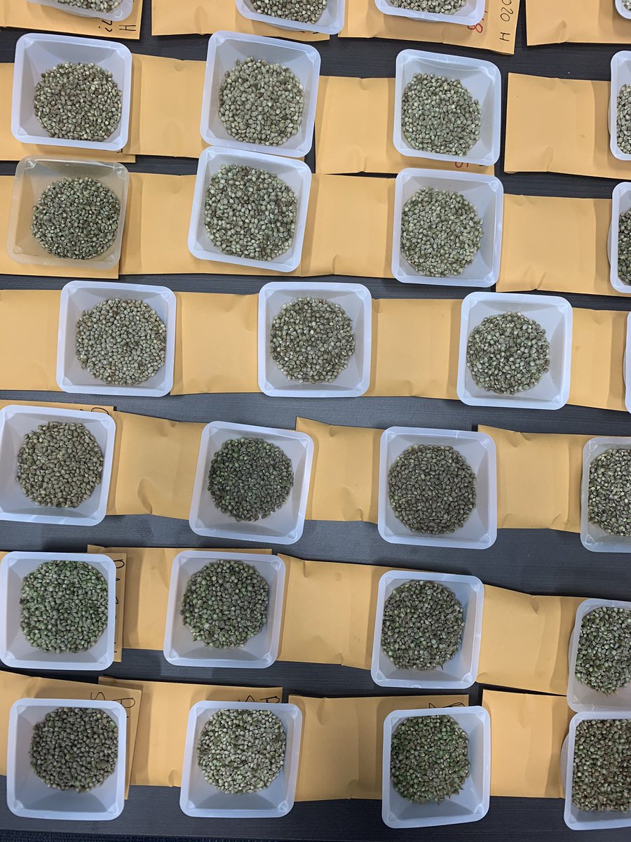 Hemp Genetics International tweet media