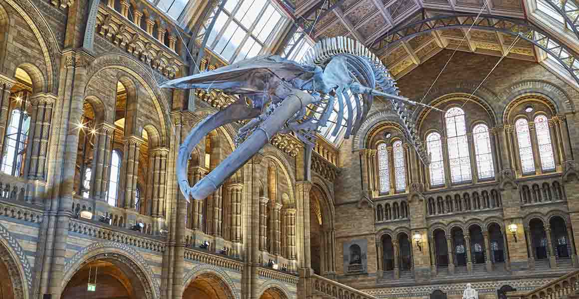 AlinaGrishchen1's tweet photo. The Natural History Museum is one of the three largest museums located on Exhibition Road in South Kensington. The collection includes over 70 million items in botany, zoology, mineralogy and paleontology. https://t.co/lgy3Tbbjko