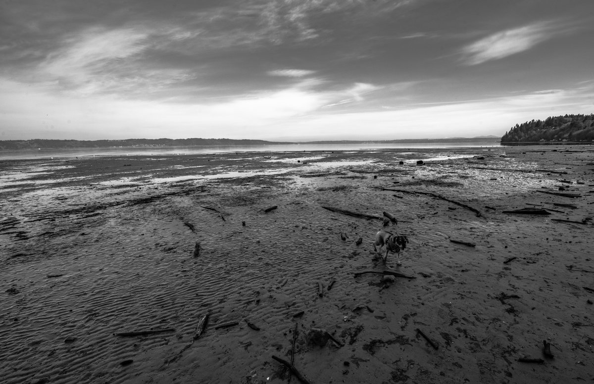 TNTAdam's tweet photo. Little dog on the big beach. #dashpoint https://t.co/DGrT75vfT8