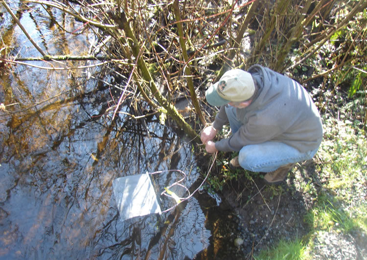 We're looking for volunteers or citizen scientists to help monitor streams on the east side of the Cascades this spring/summer. Contact us if you're interested! ppo.puyallup.wsu.edu/sod-home/monit…