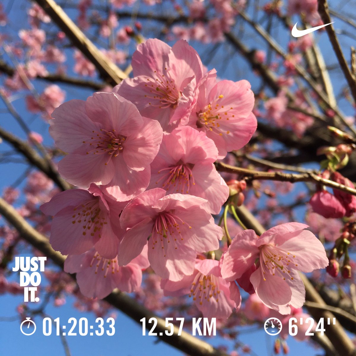 陽光桜 陽光桜