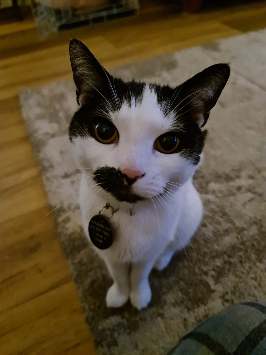 stuartjrossfor1's tweet photo. @katewarriner @HIMSS My cat says hi!!  :) https://t.co/QY2huDk2U1