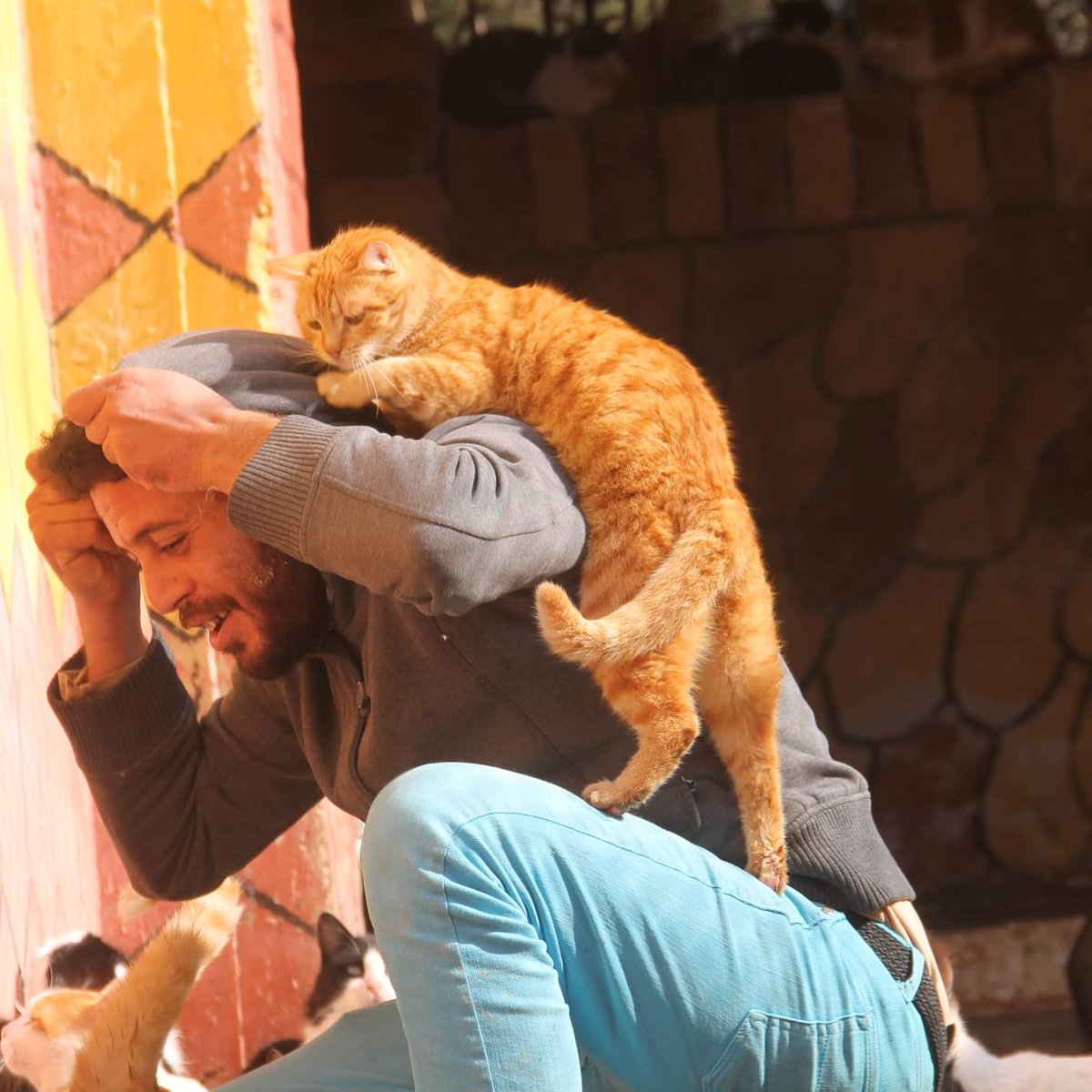 SyrianSora's tweet photo. A jealous tiger and a climber
He is annoying and does not let anyone work. He is always looking for peaks and wants everything for him😬😅😅😻😻😻😻❤🐈 https://t.co/qR4is7WX6q