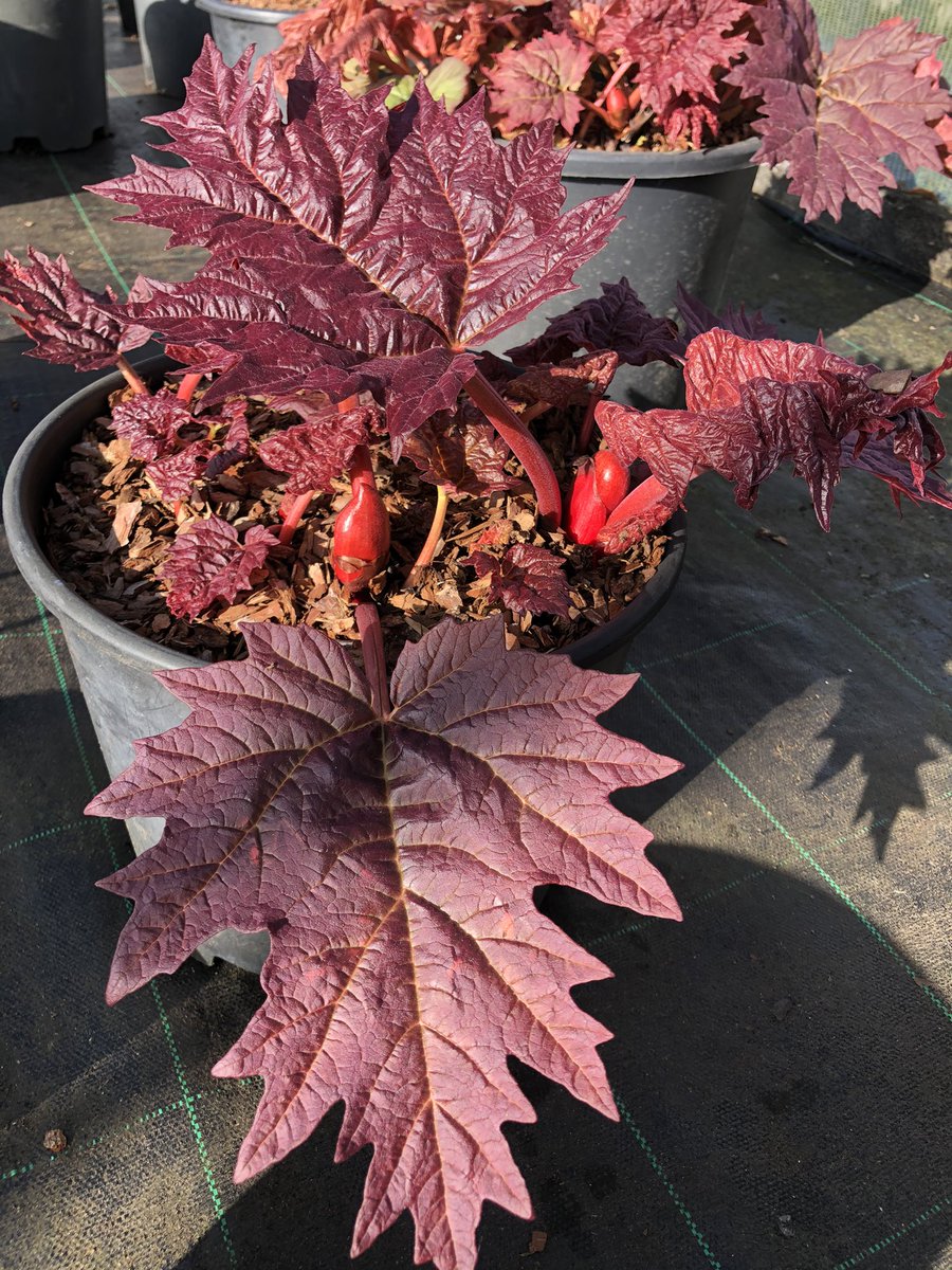 hardyplants's tweet photo. For those of you who love leaves, Rheum palmatum is just your thing. A great architectural plant, so much easier for the small garden than gunnera. Just look at this early leaf colour and the buds are quite fine also. #large #foliagefirst #peatfree https://t.co/Ky8NqbhYeH