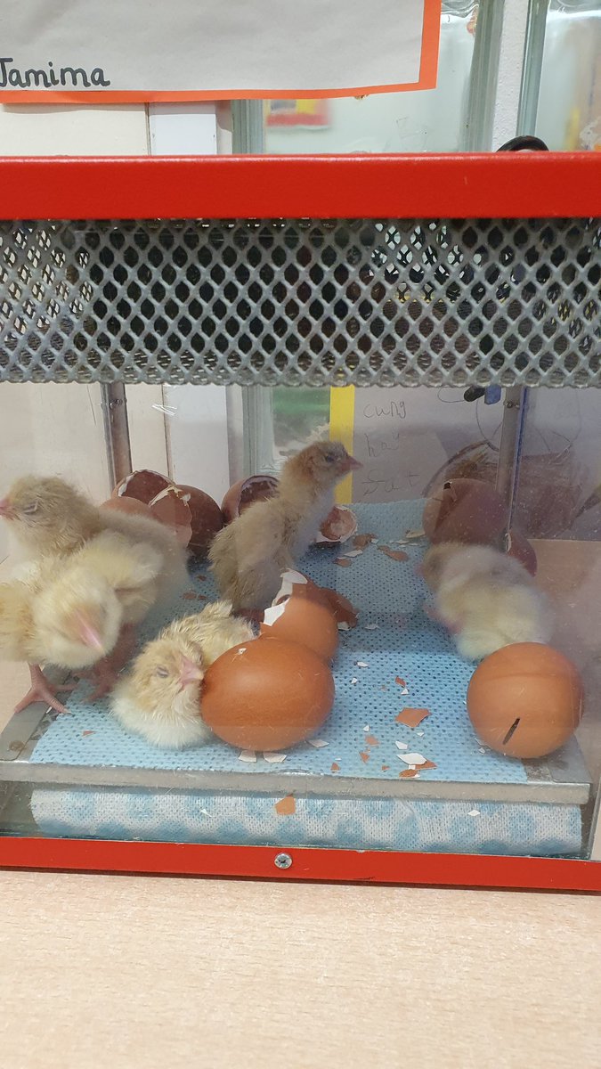 We have new arrivals in Foundation Stage 🐣🐤🐥