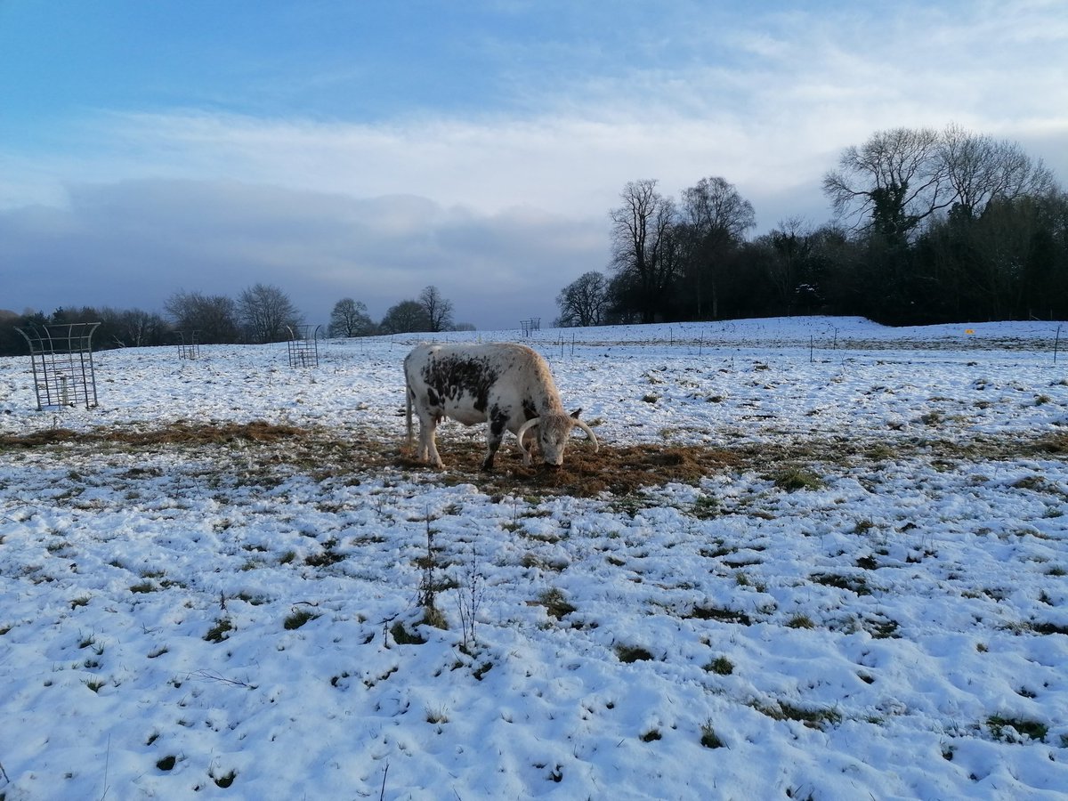 Thinking about this picture of a cow I took at the precise moment sunlight broke through the clouds and put misslady under a lil spotlight