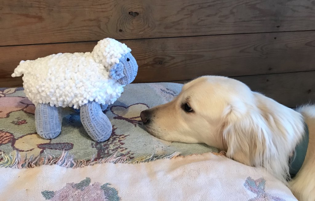 sampson_dog's tweet image. Mom said that Mr. B’s spa wrote and said it will take a few extra days to get home. She said I could play with the special handmade Lambie. Lambie is a nice fren but Lambie is not Mr. B. 

#dogs #ScienceDog #sigh