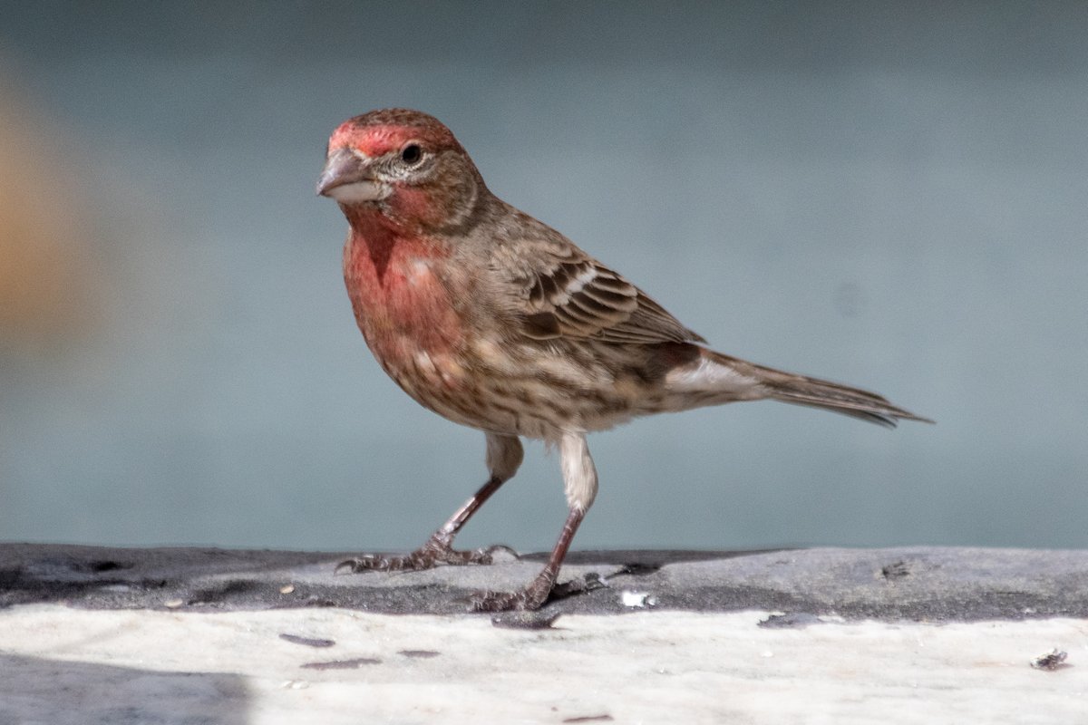 House finch couple (Haemorhous mexicanus) has decided to hang outside my window all week #birdsofnewyork